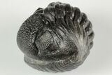 Wide, Enrolled Pedinopariops Trilobite #190597-1